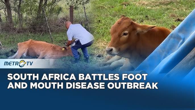 South Africa’s Foot&Mouth Disease Threatens Critical Export Lifeline
